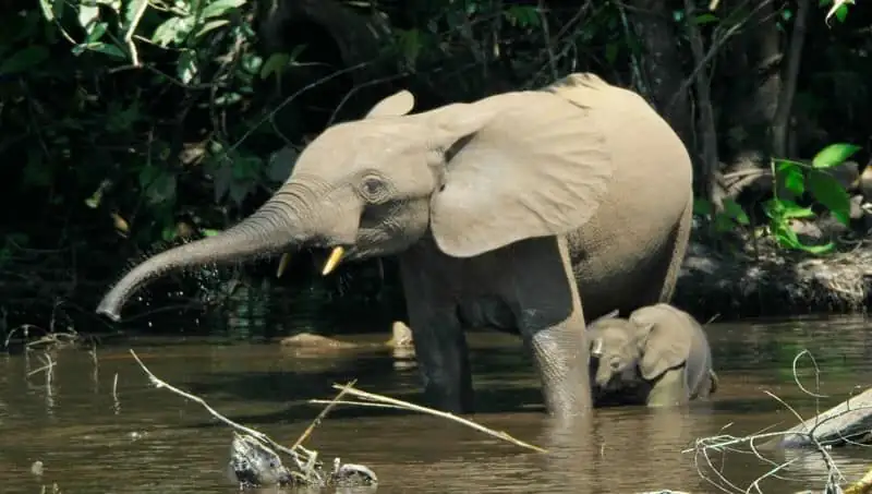Douala-Edéa National Park & Sanaga River Wildlife Reserve — photo 2